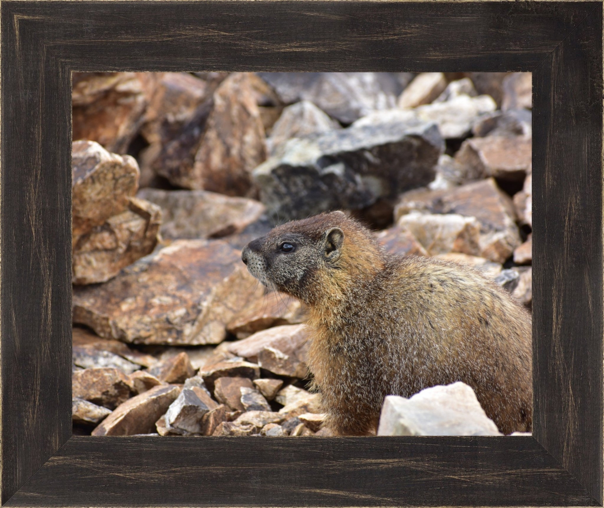 Rocky Mountain Marmot