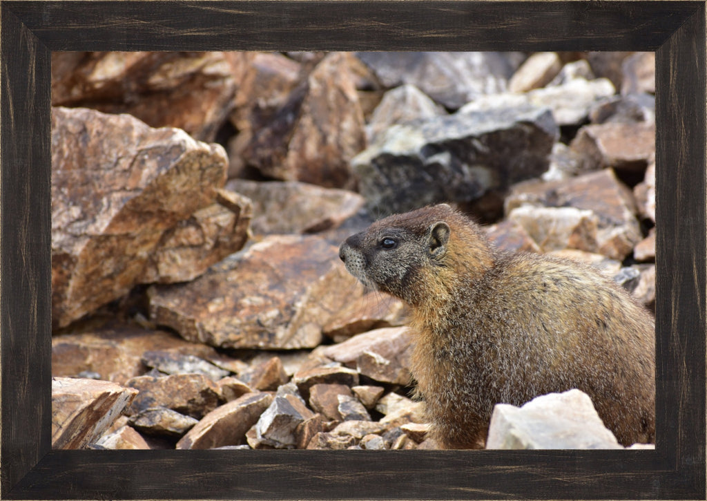 Rocky Mountain Marmot