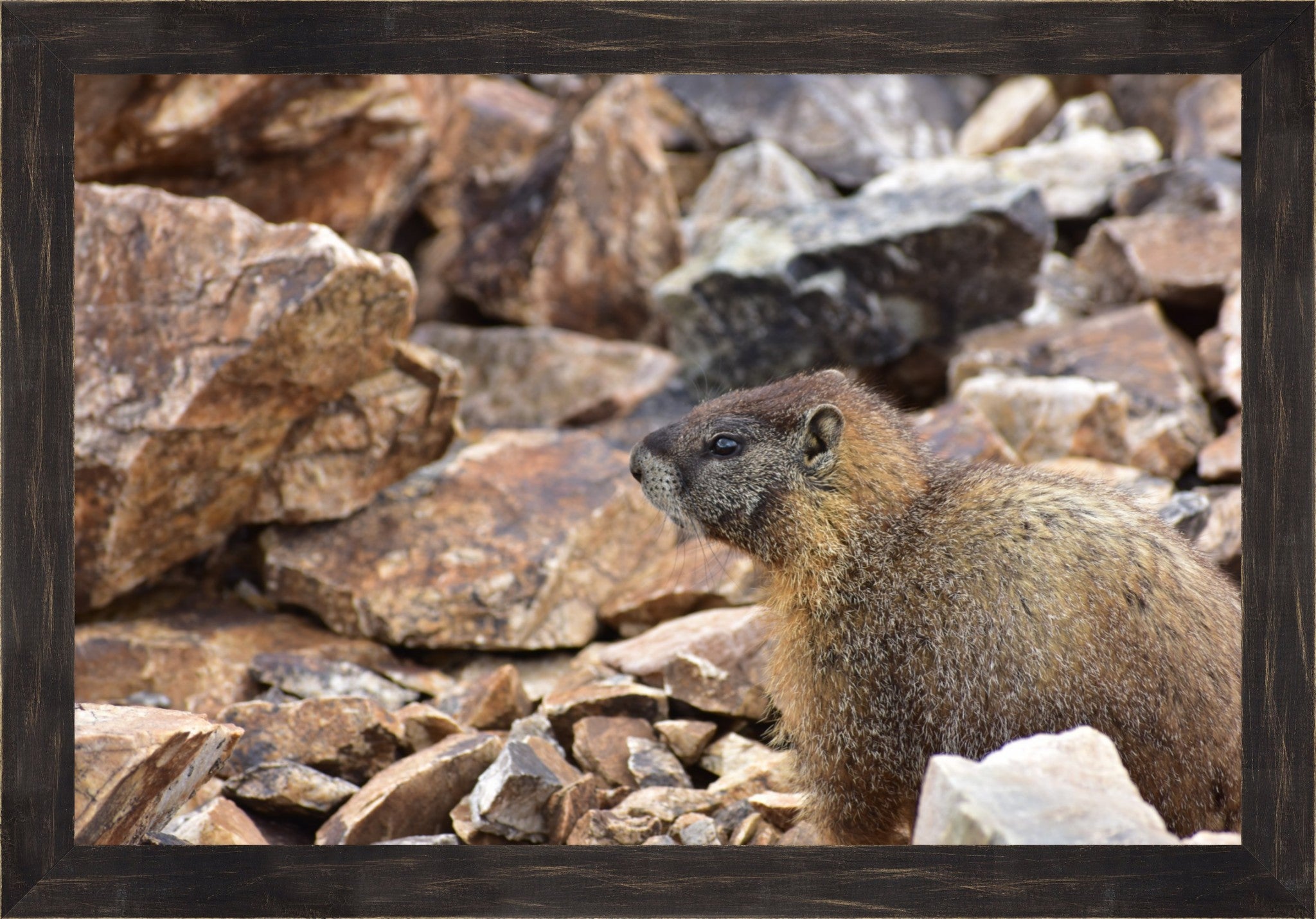 Rocky Mountain Marmot