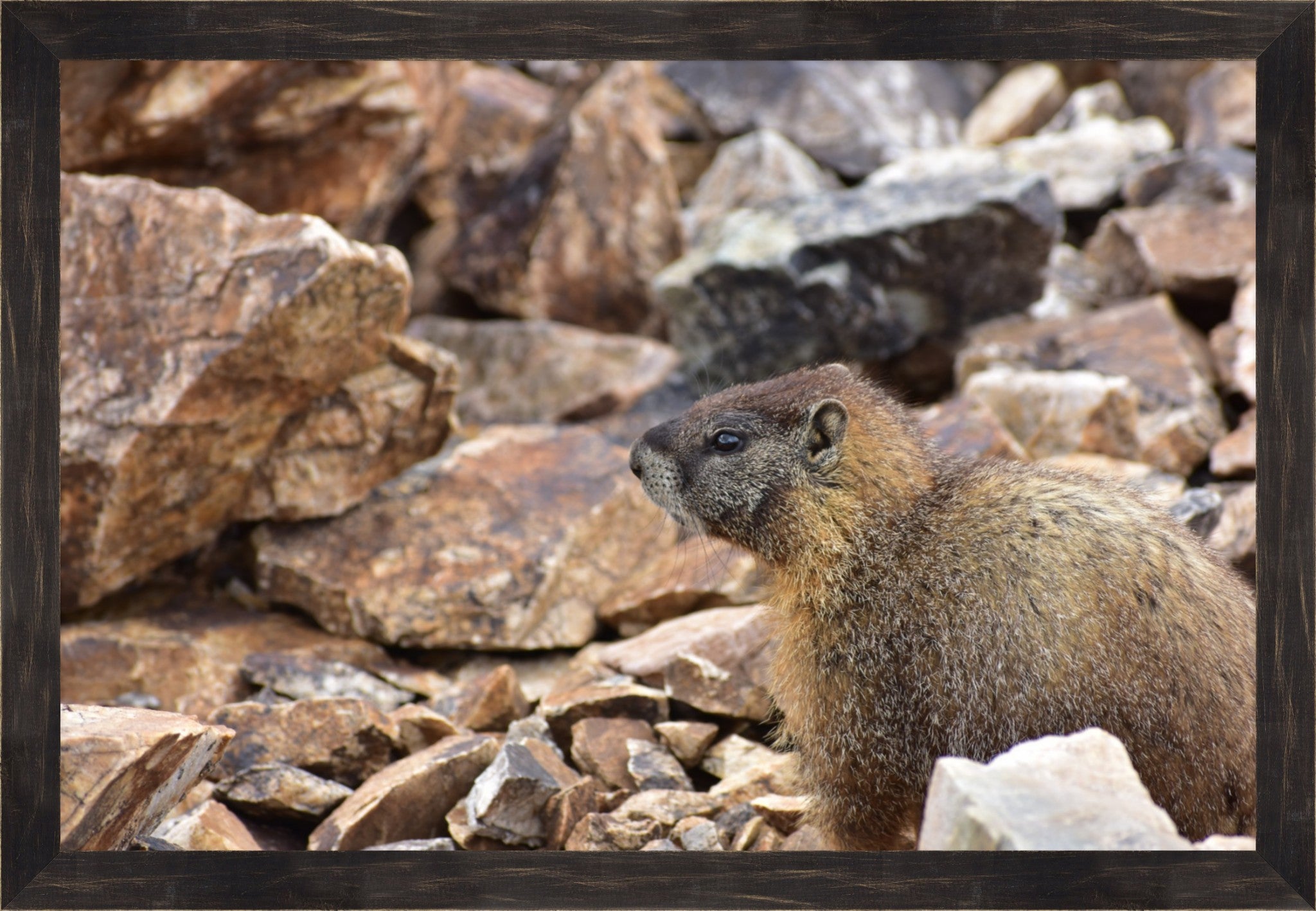 Rocky Mountain Marmot