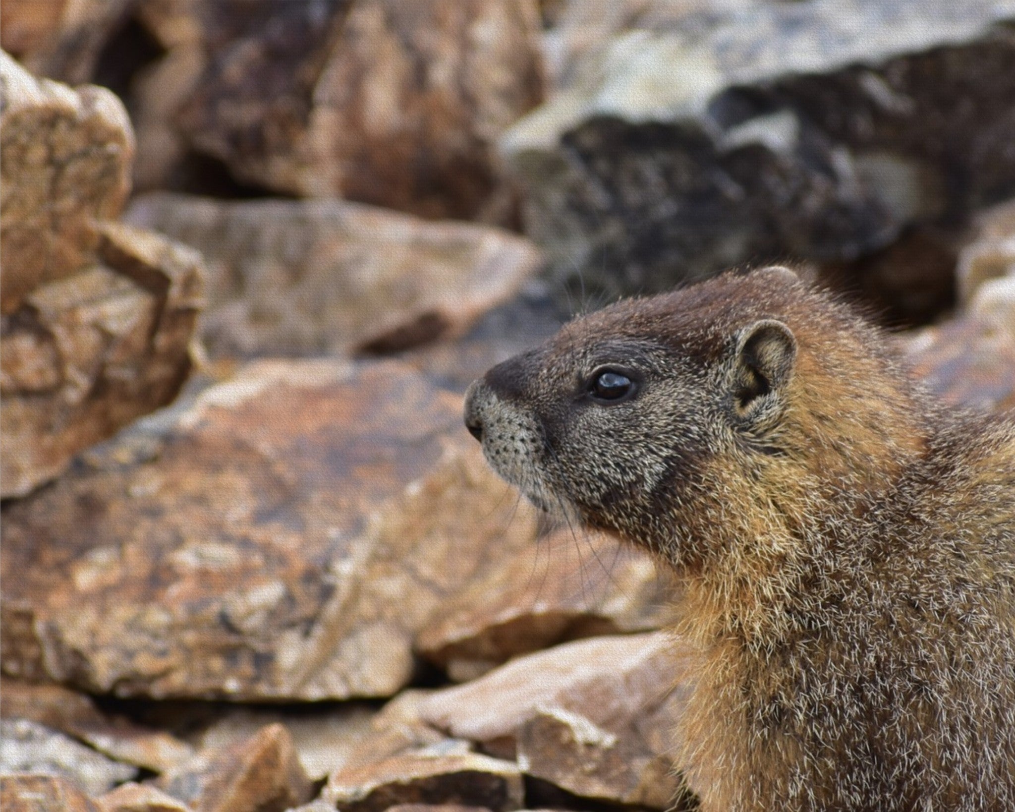 Rocky Mountain Marmot
