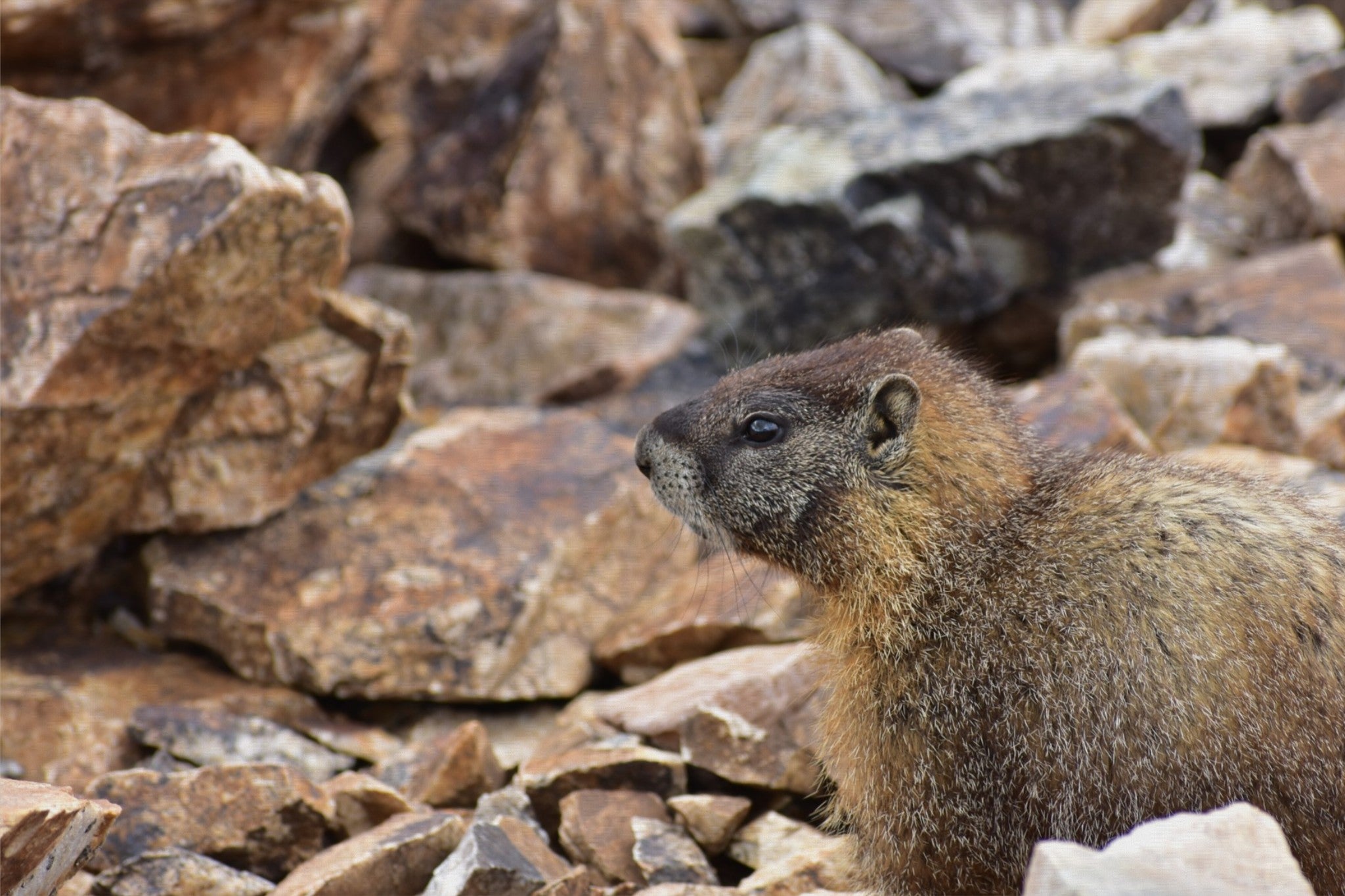 Rocky Mountain Marmot