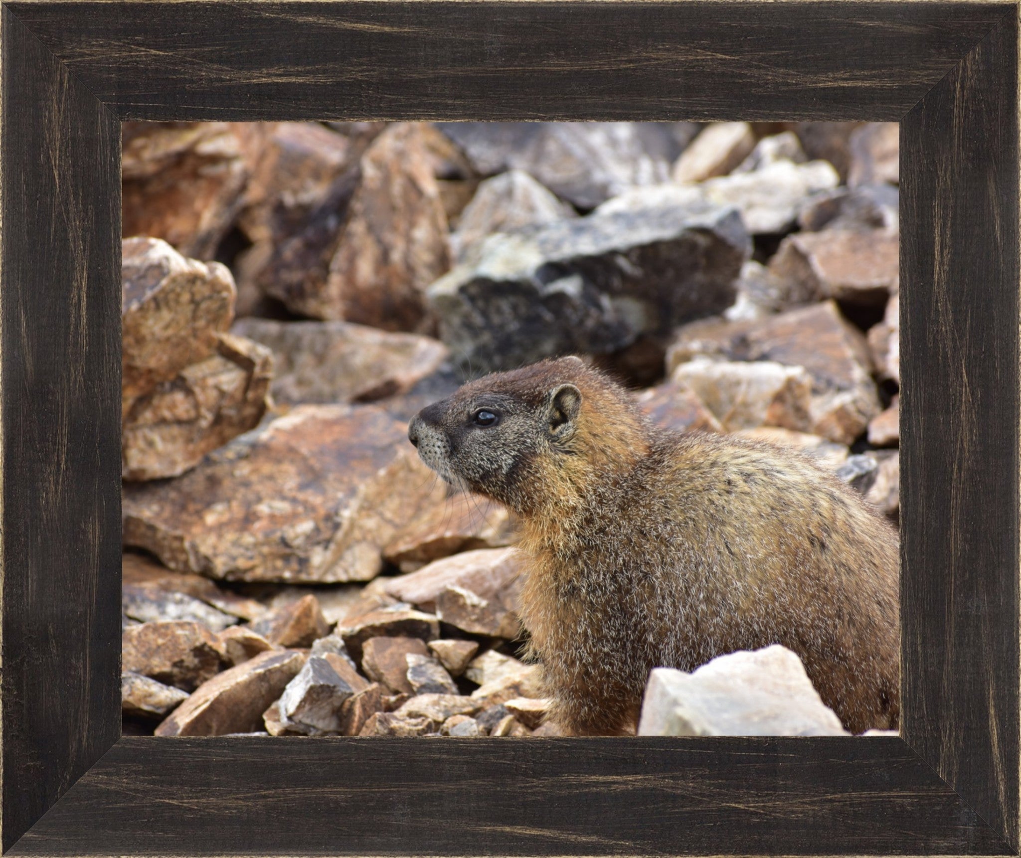 Rocky Mountain Marmot