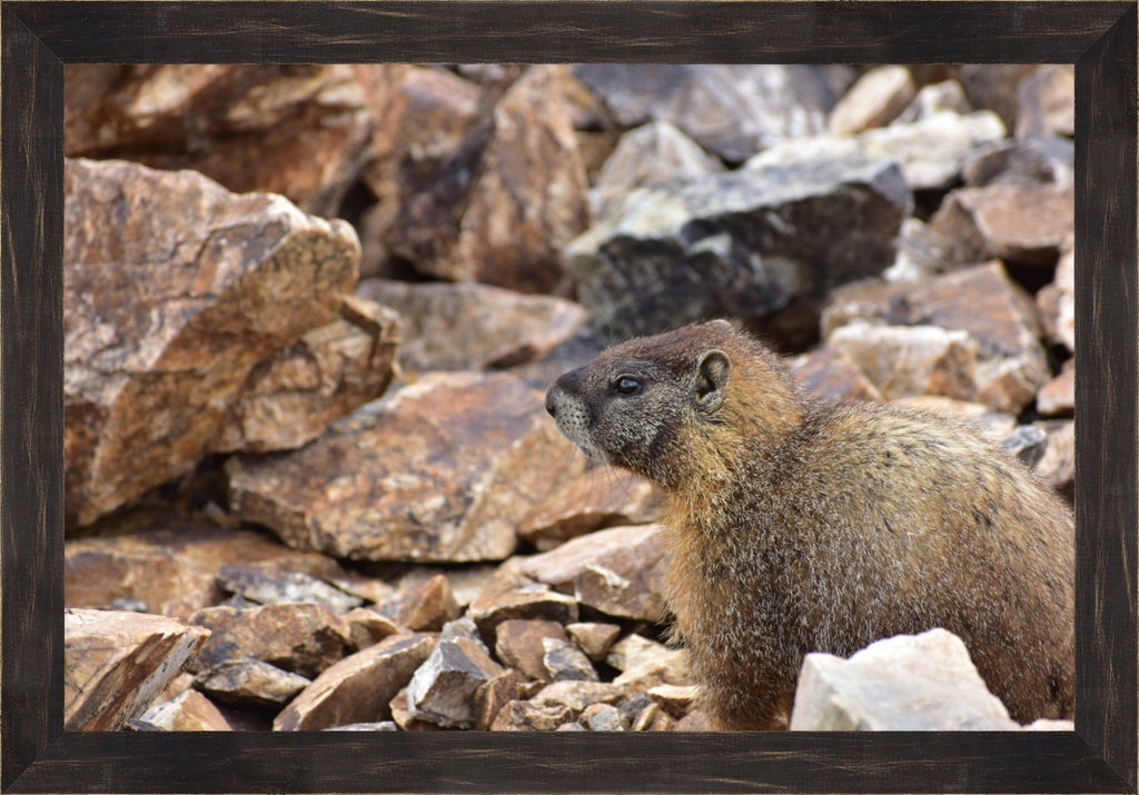 Rocky Mountain Marmot