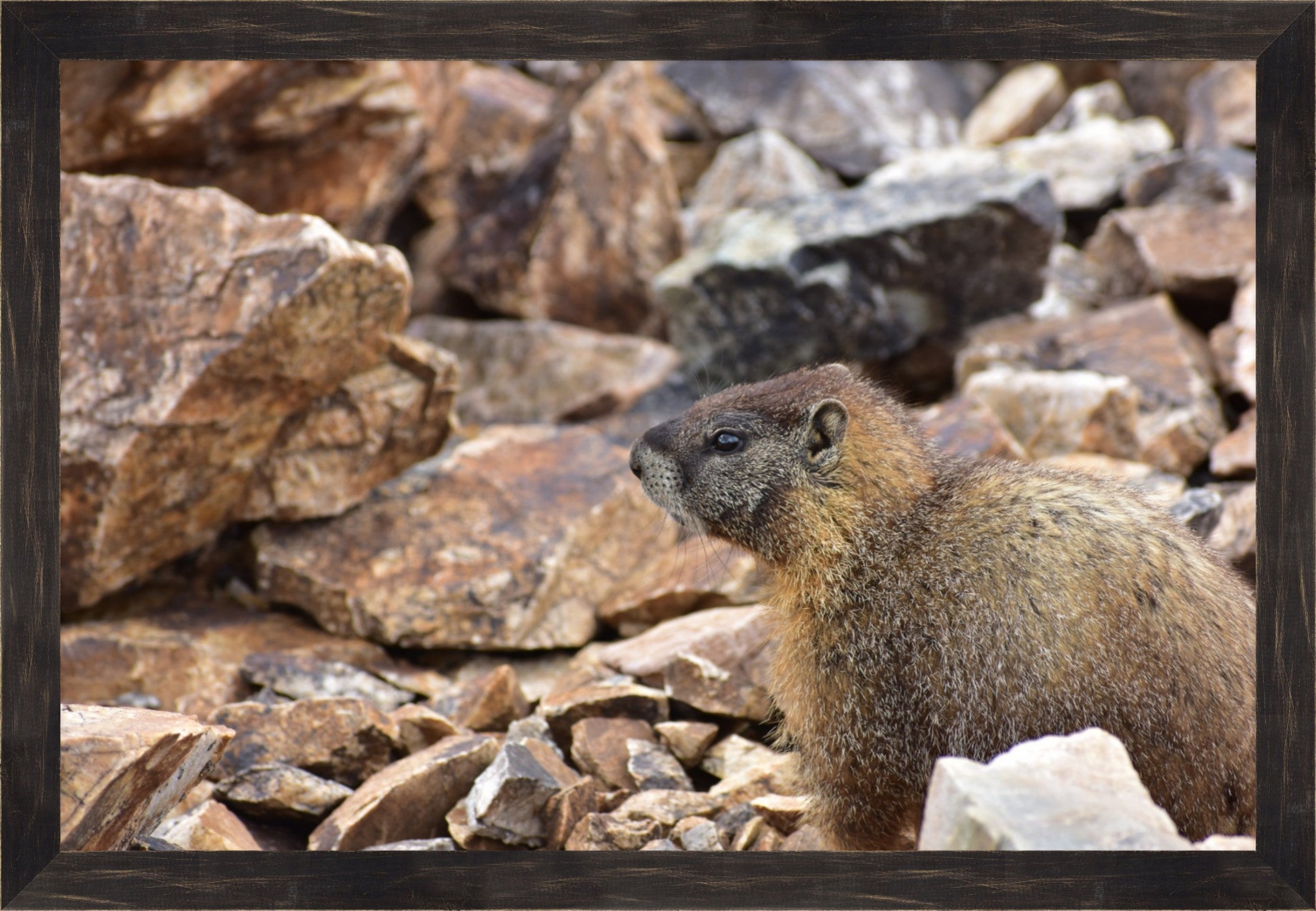 Rocky Mountain Marmot