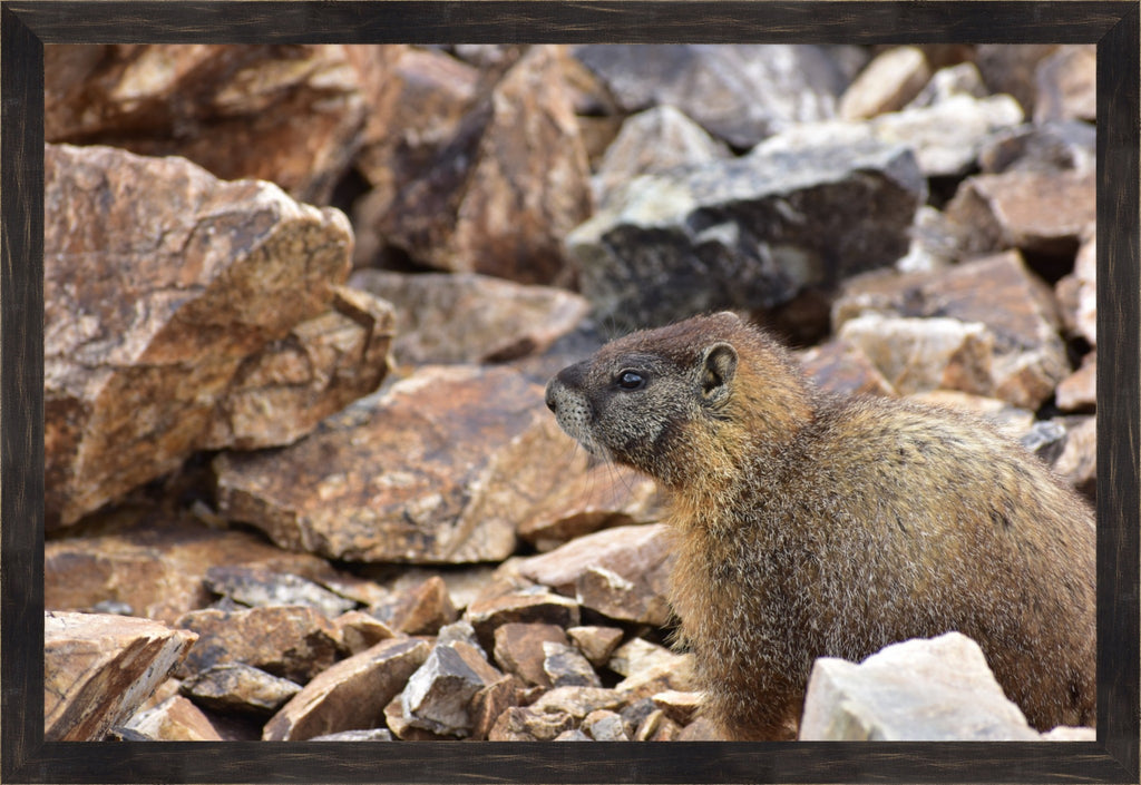 Rocky Mountain Marmot