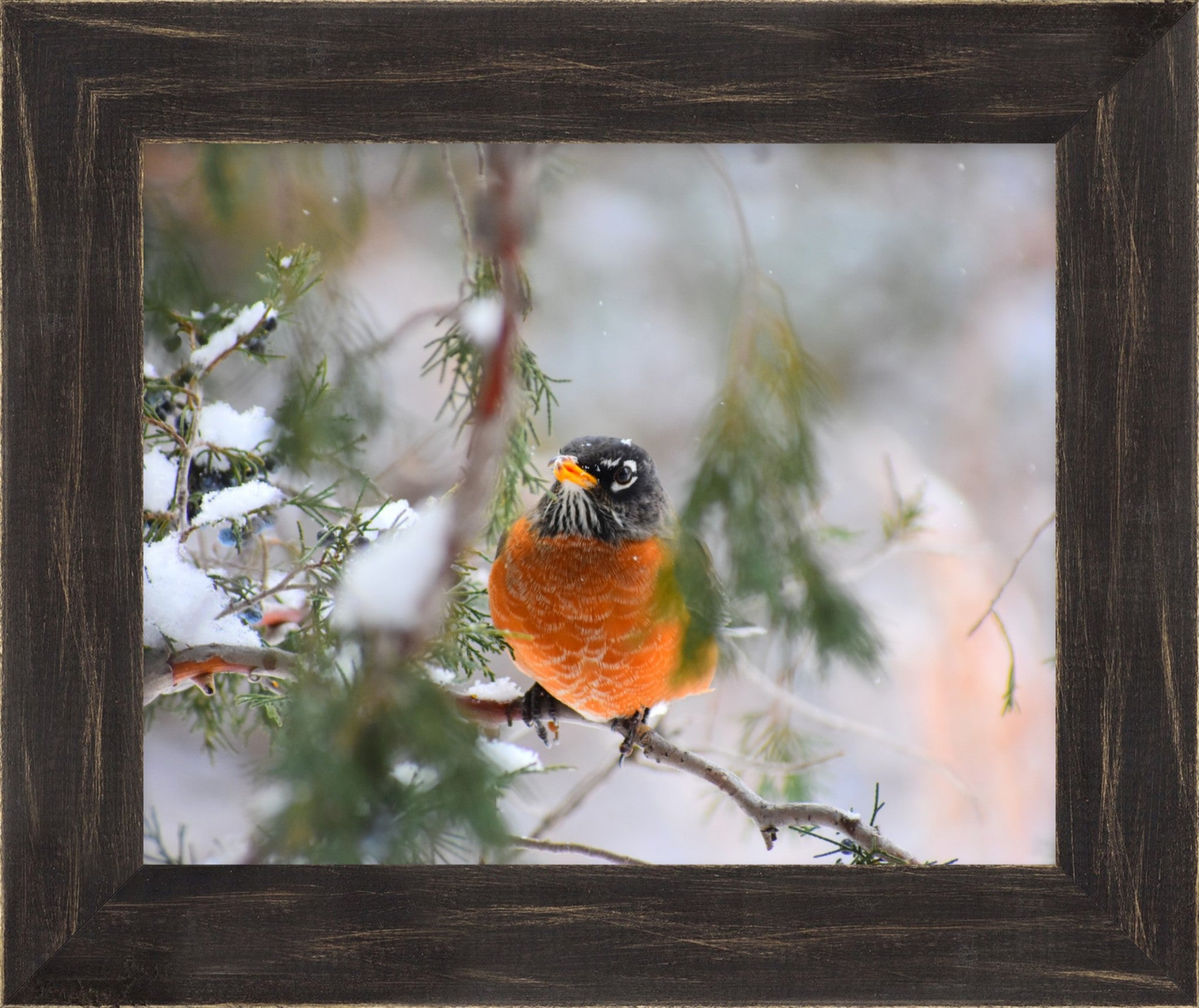 American Robin Winter Portrait