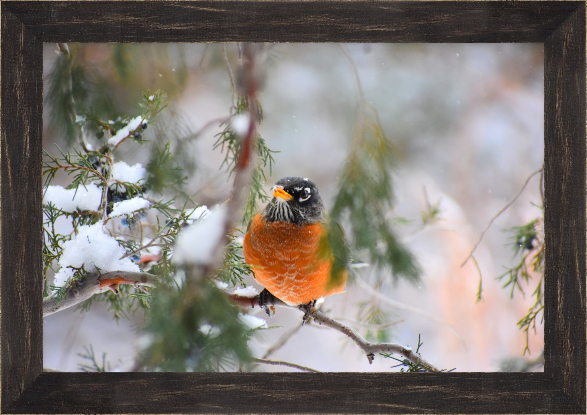 American Robin Winter Portrait