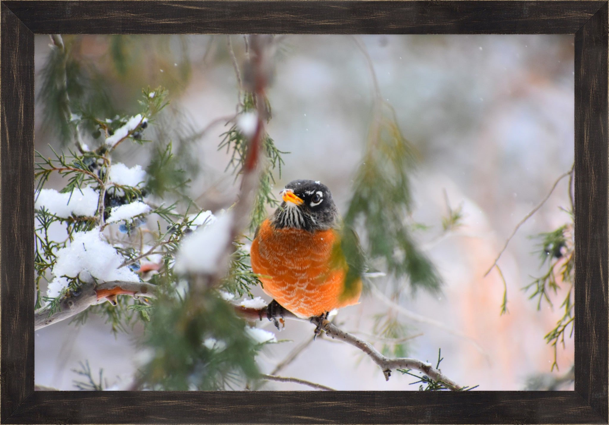 American Robin Winter Portrait