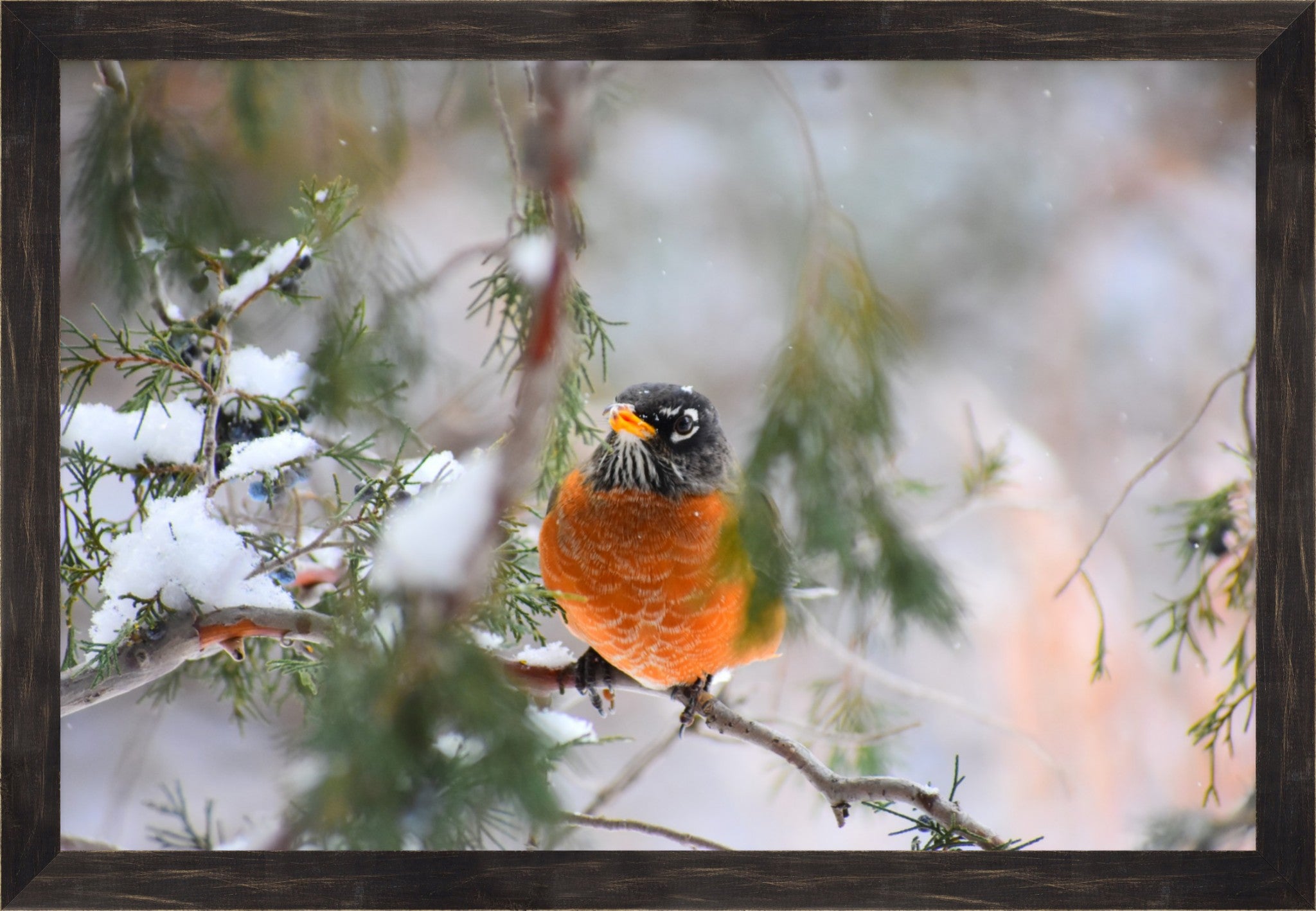 American Robin Winter Portrait