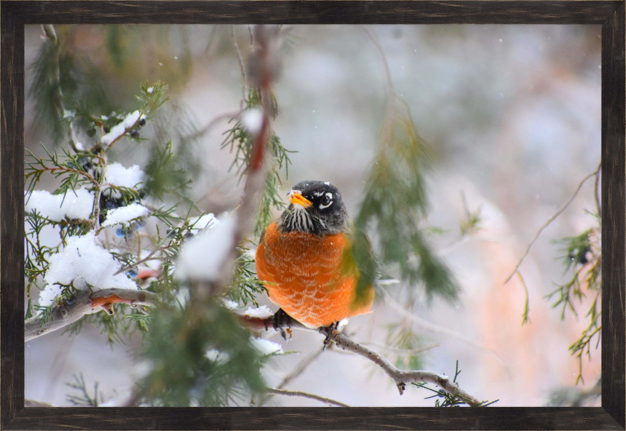 American Robin Winter Portrait