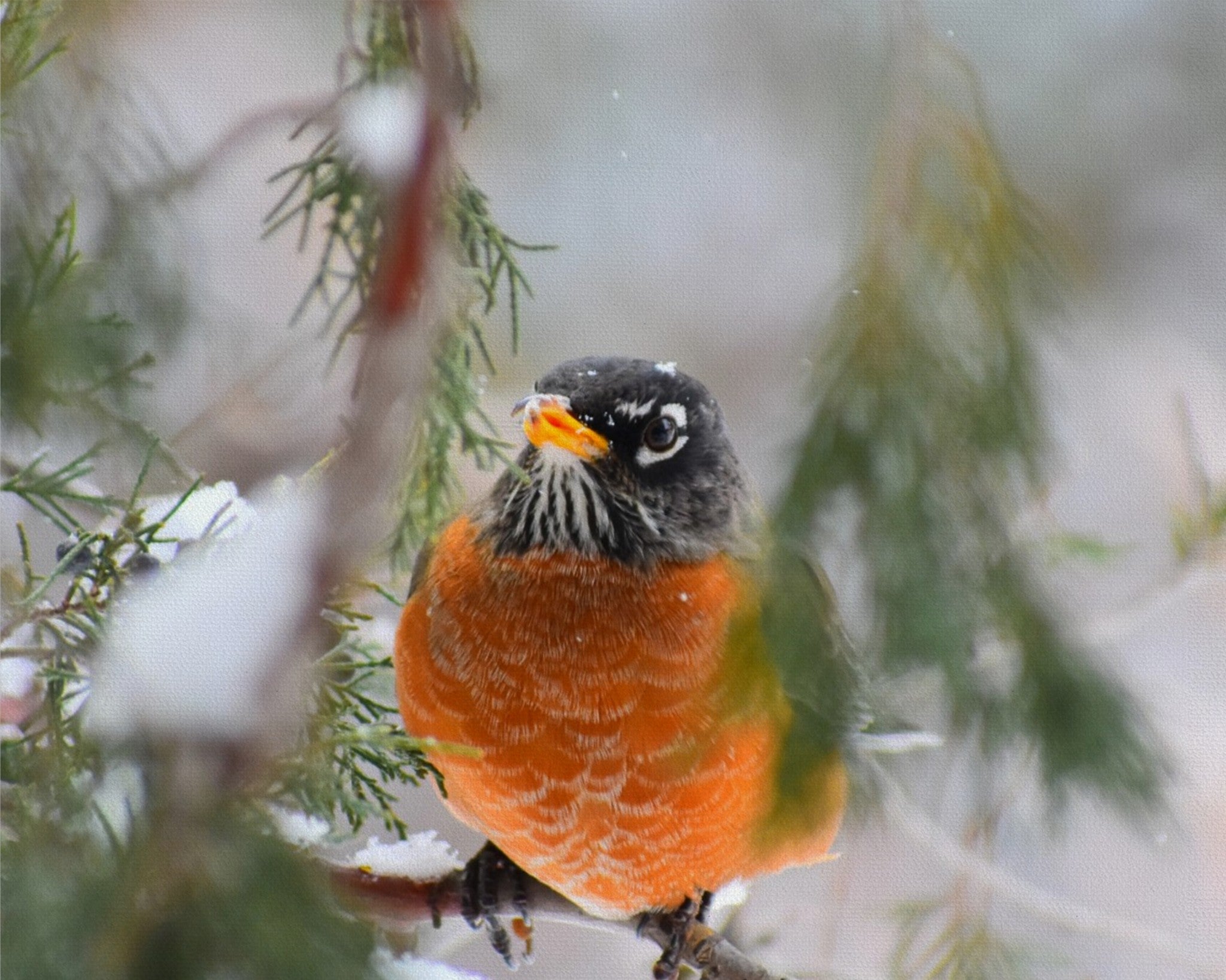 American Robin Winter Portrait