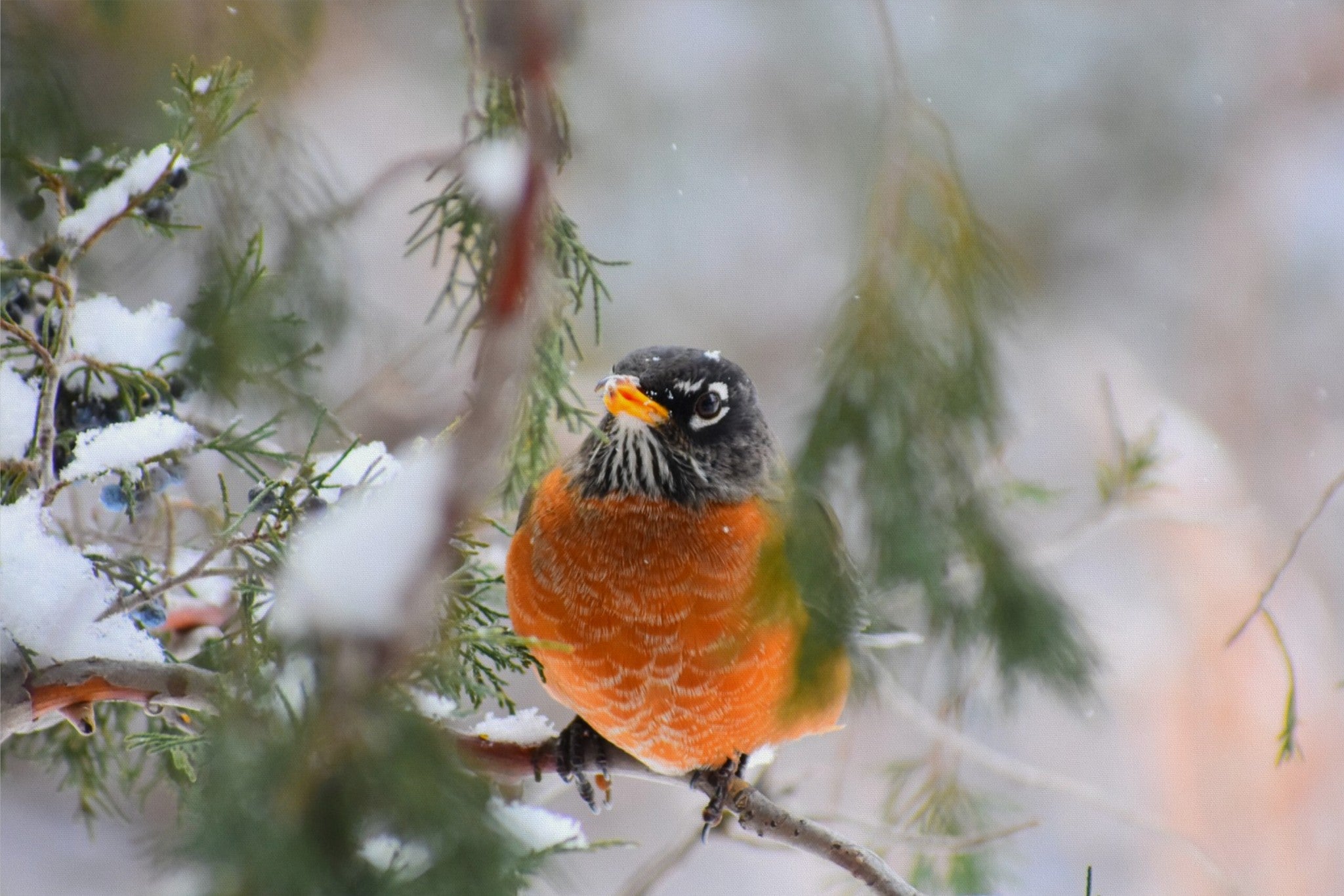 American Robin Winter Portrait
