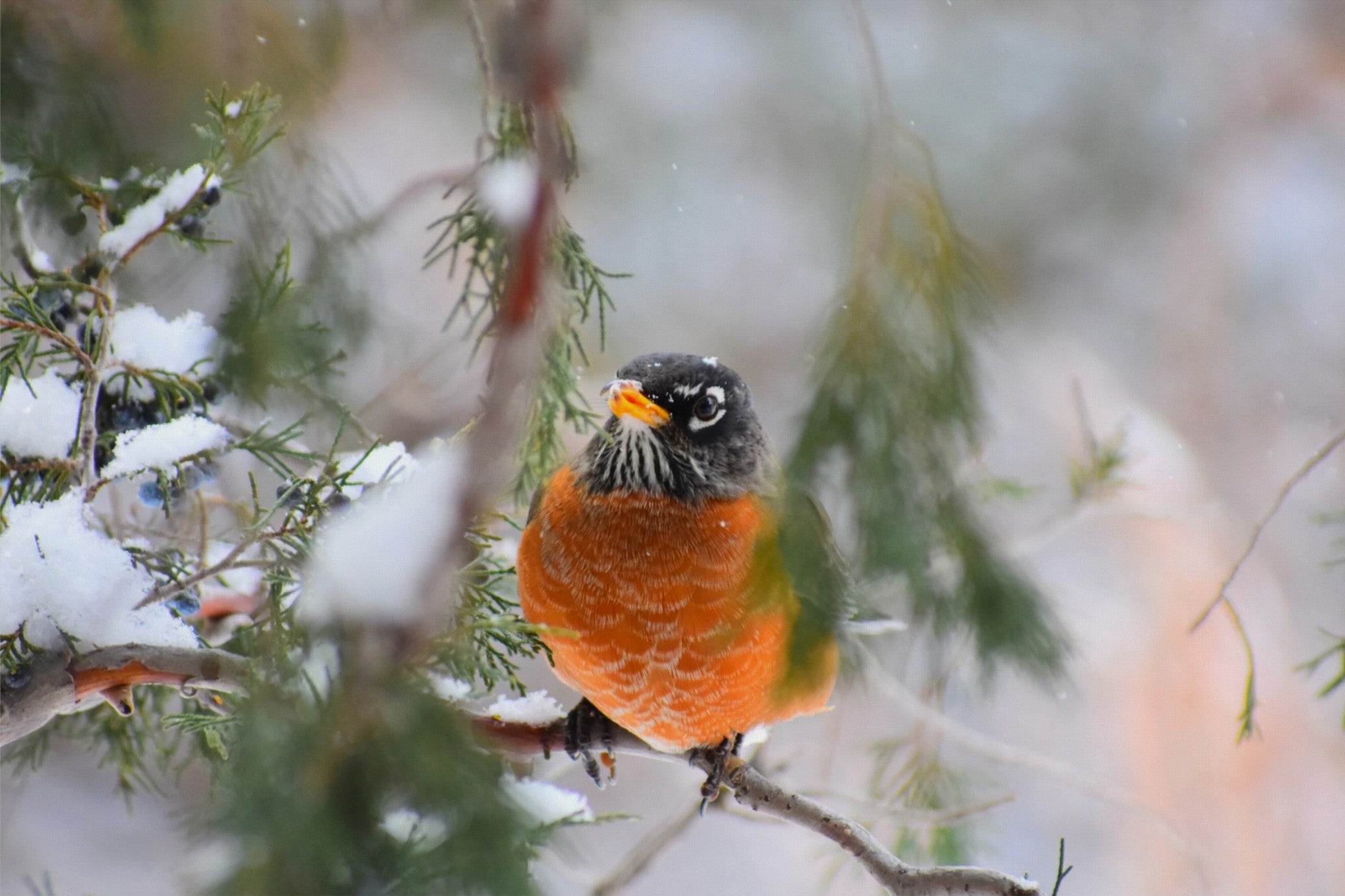 American Robin Winter Portrait
