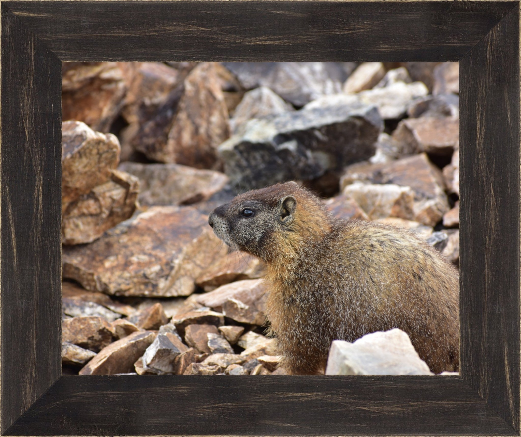 Rocky Mountain Marmot
