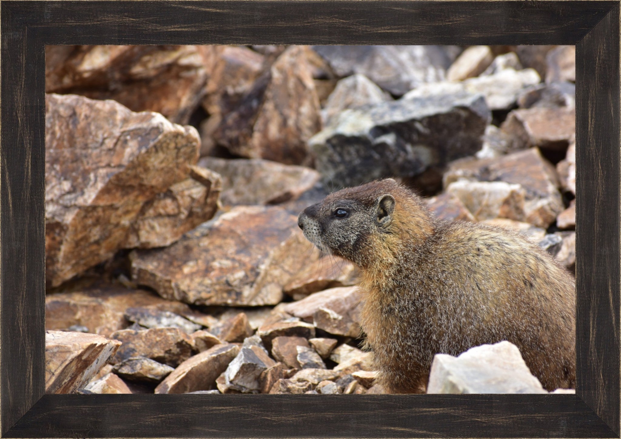 Rocky Mountain Marmot