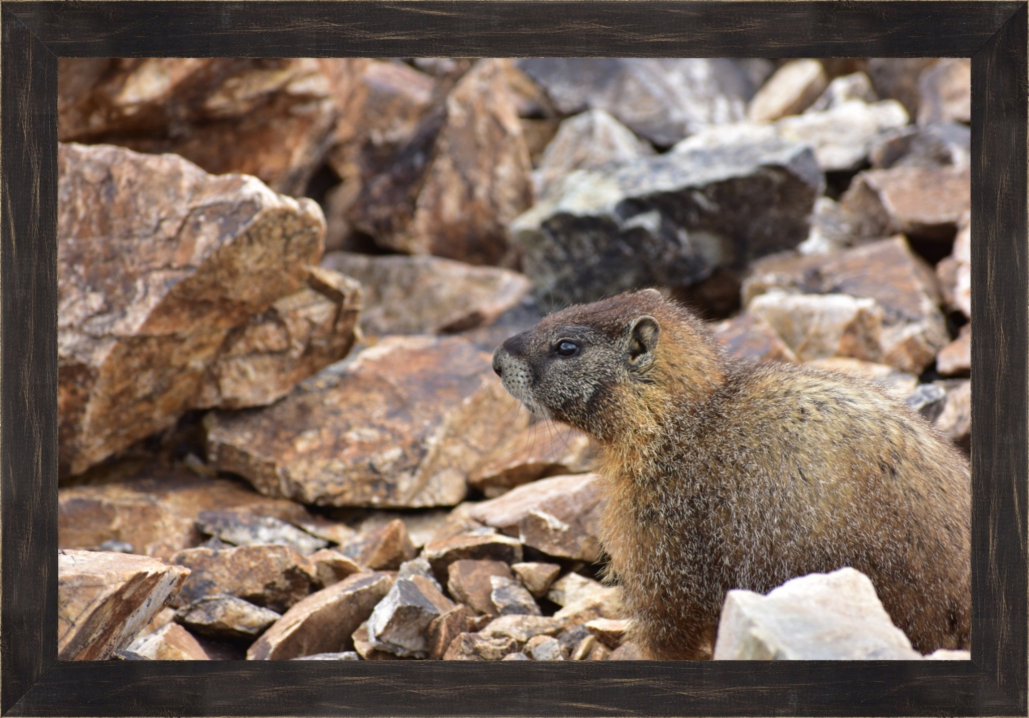 Rocky Mountain Marmot