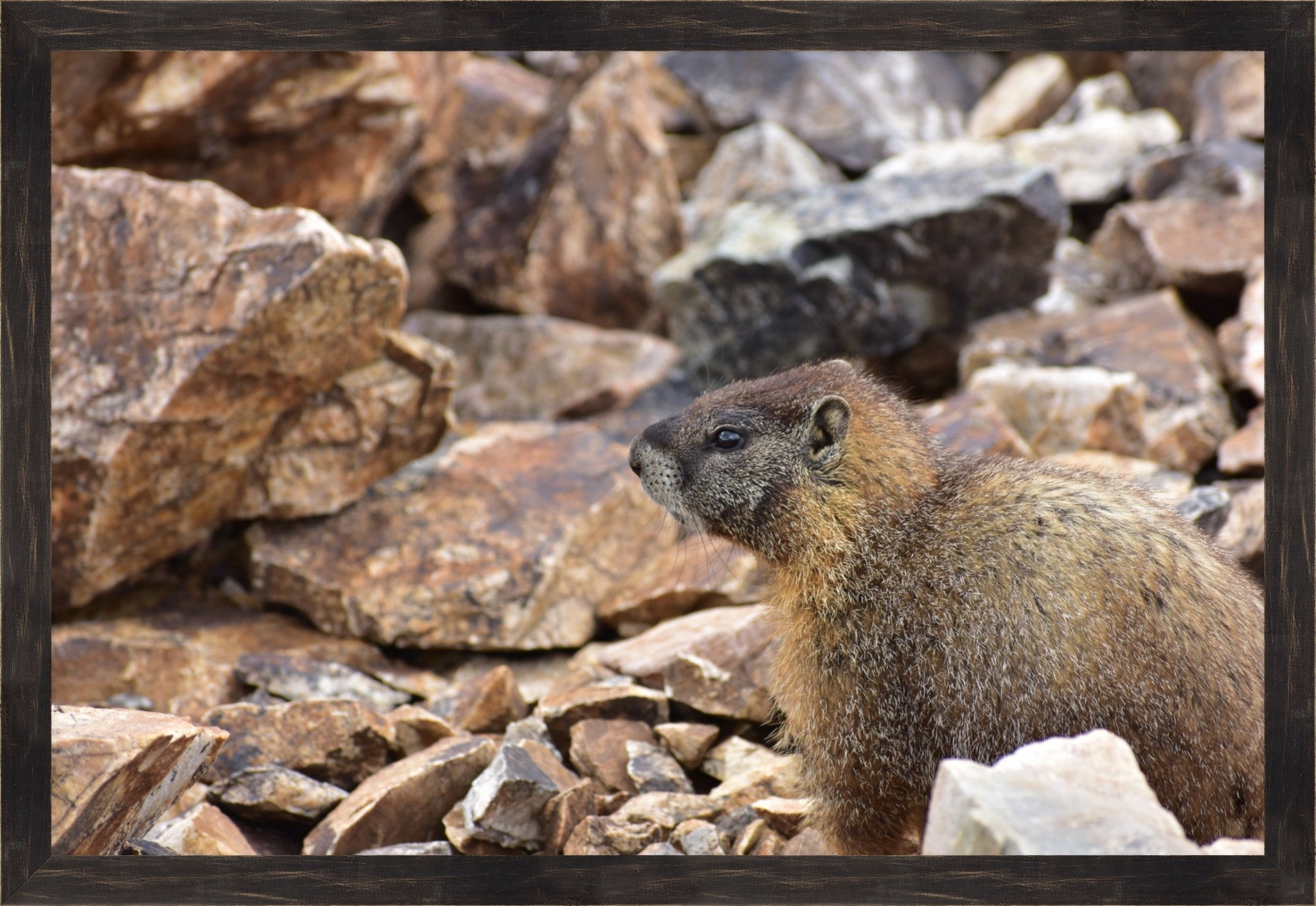 Rocky Mountain Marmot