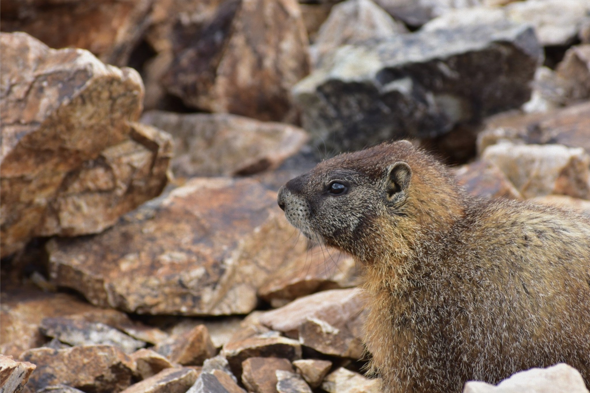 Rocky Mountain Marmot