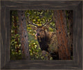 Wild Elk of the Rockies