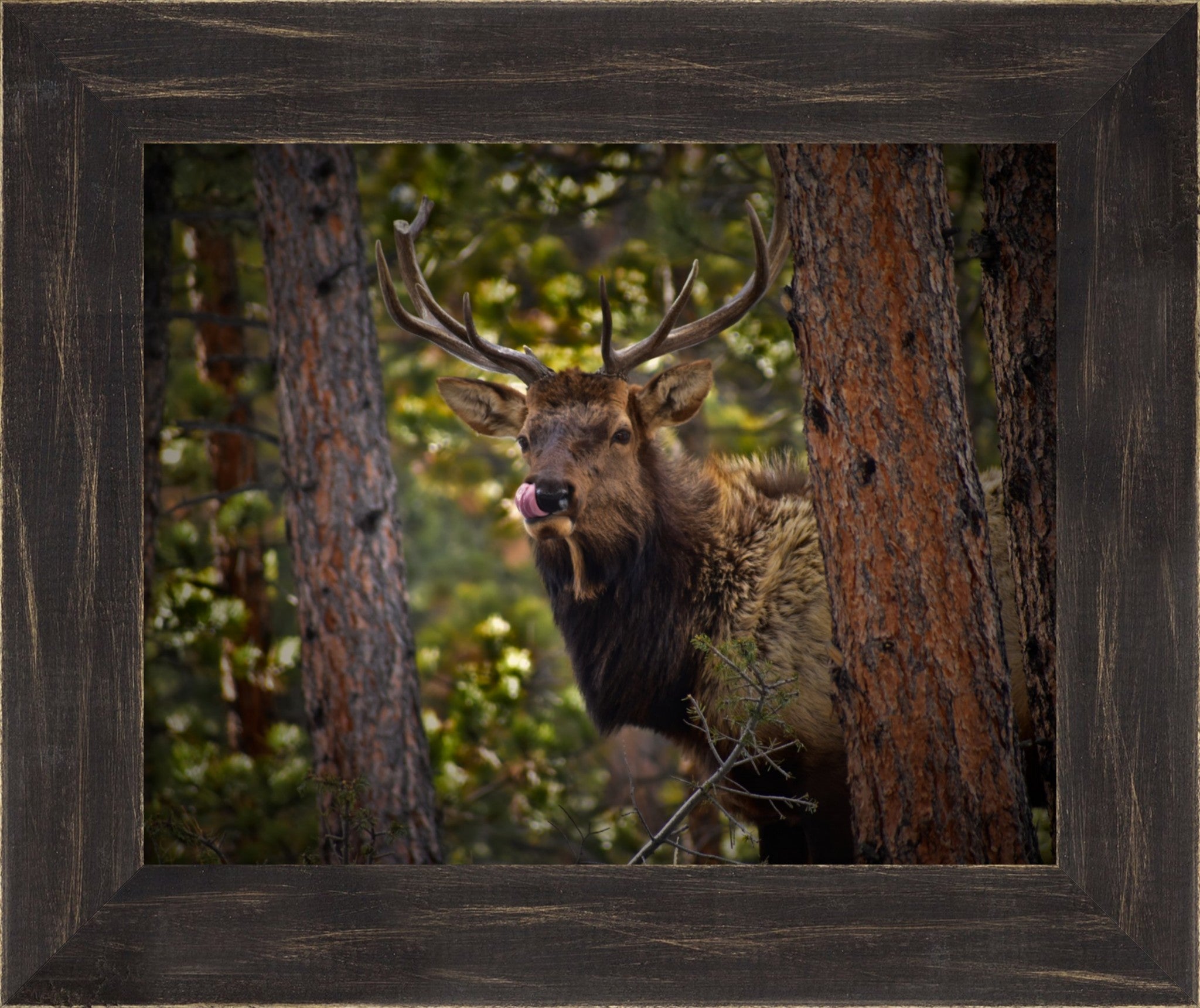 Wild Elk of the Rockies