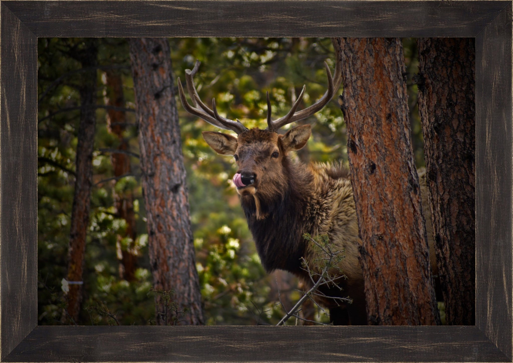 Wild Elk of the Rockies
