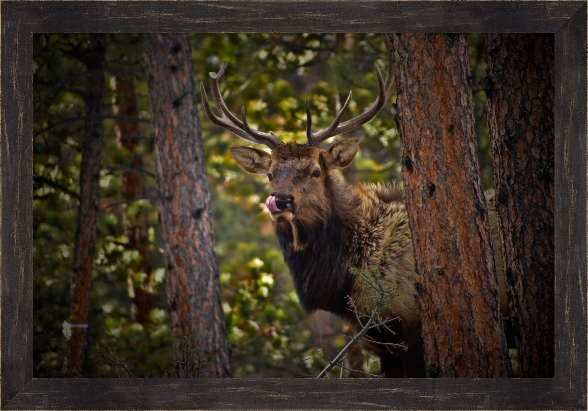 Wild Elk of the Rockies