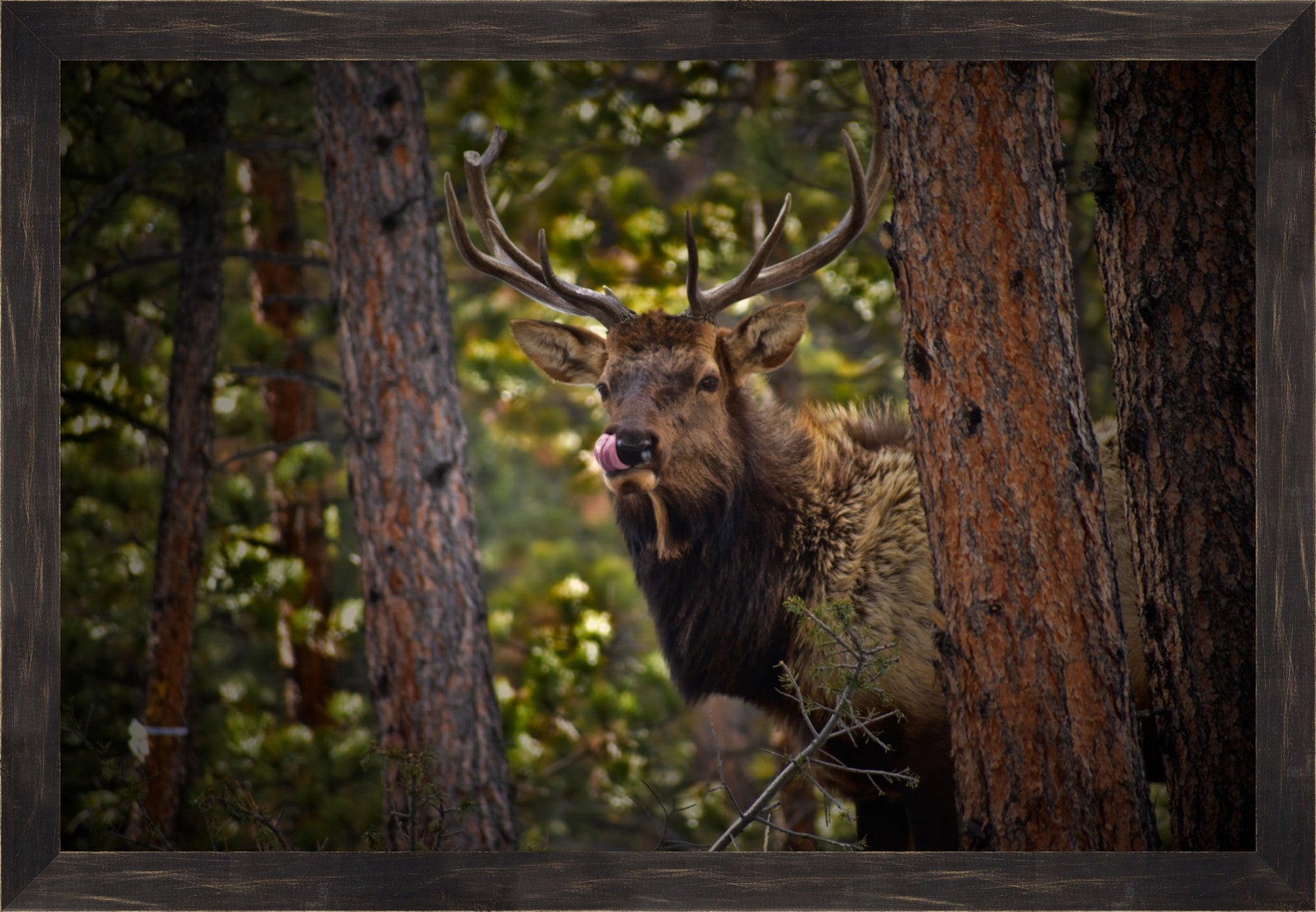 Wild Elk of the Rockies