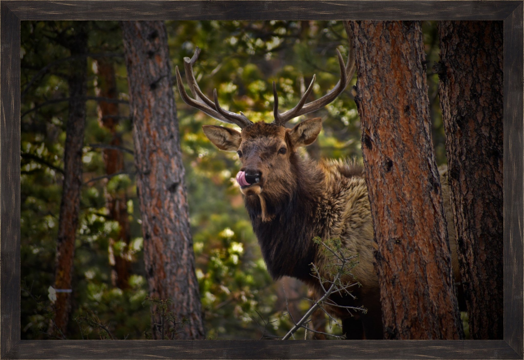 Wild Elk of the Rockies