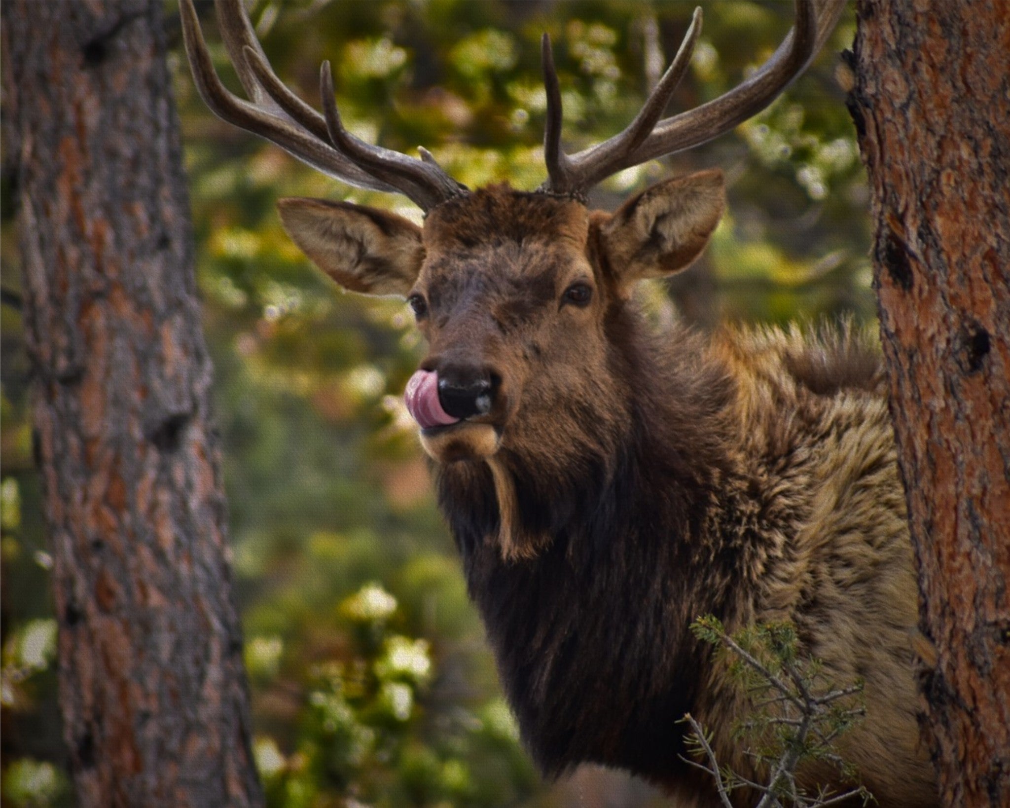 Wild Elk of the Rockies