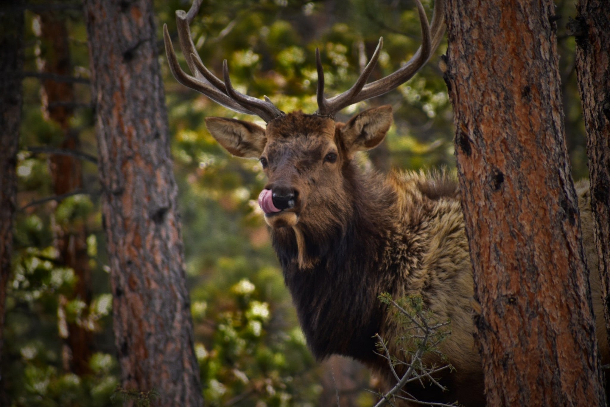 Wild Elk of the Rockies