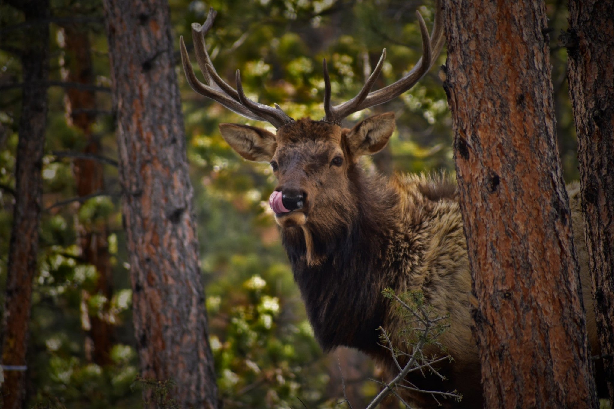 Wild Elk of the Rockies